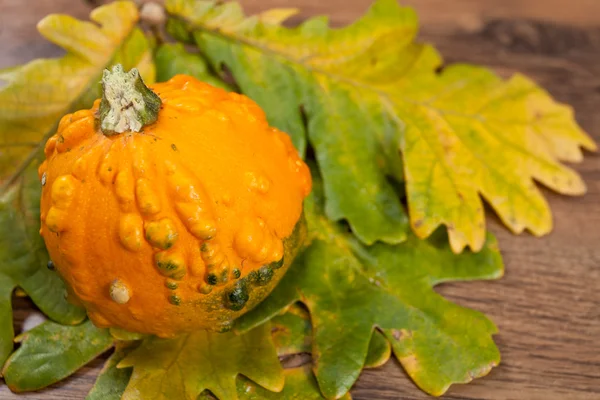 Decorative pumpkin Stock Image