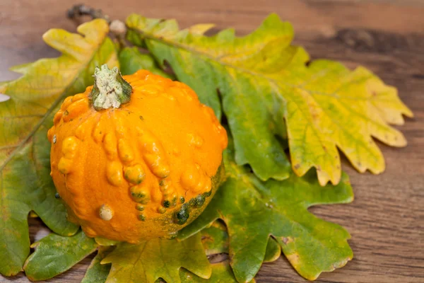 Decorative pumpkin Royalty Free Stock Images