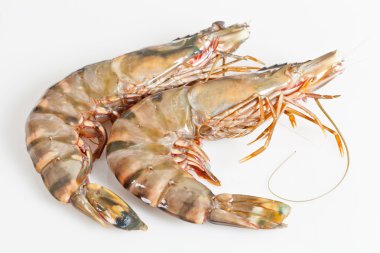 Gambas clipart