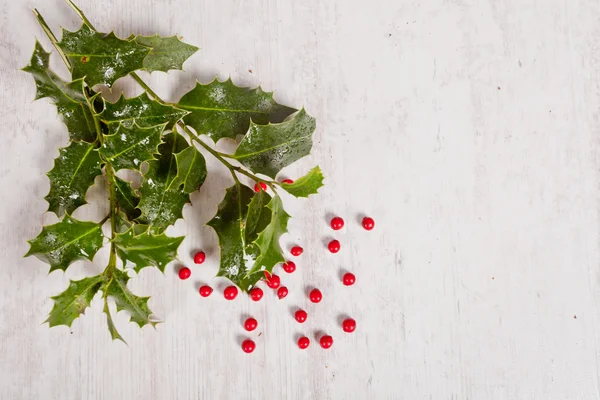 Holly and red berries — Stock Photo, Image