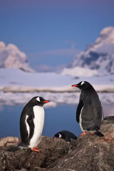 Два пингвина разговаривают — стоковое фото