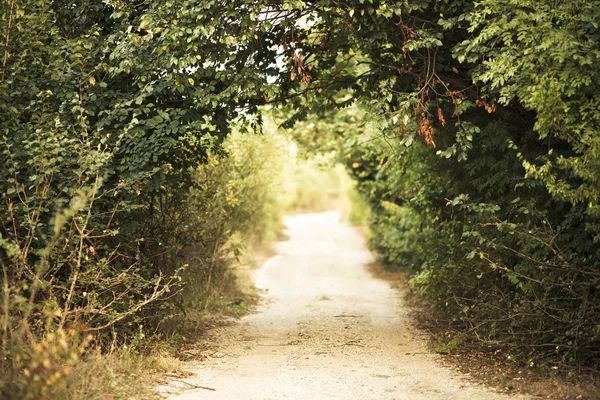 stock image Green alley