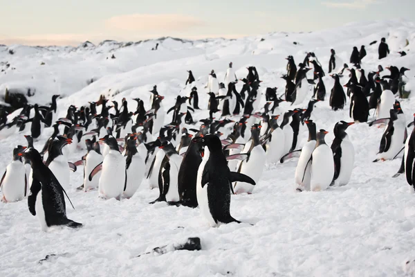 stock image Large group of penguins