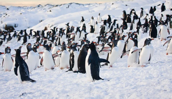 Nagy csoport a pingvinek — Stock Fotó