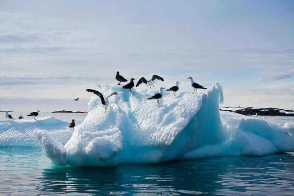 Mewy na Antarktydzie — Zdjęcie stockowe
