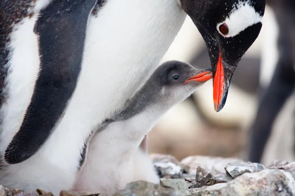 Гнездо пингвинов — стоковое фото