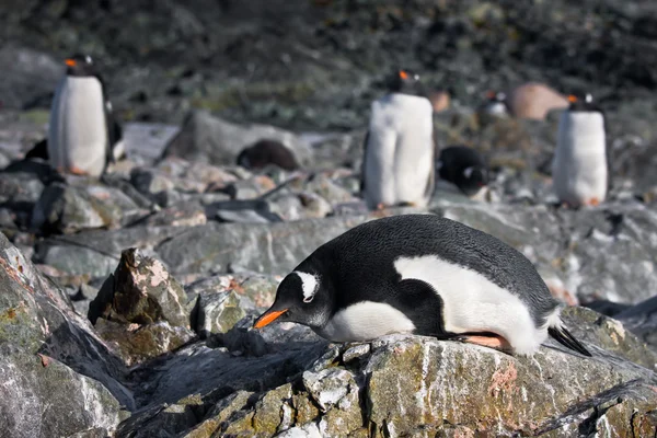 Tučňáci na kamenné pobřeží — Stock fotografie