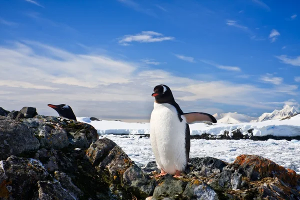 Pinguinnest — Stockfoto
