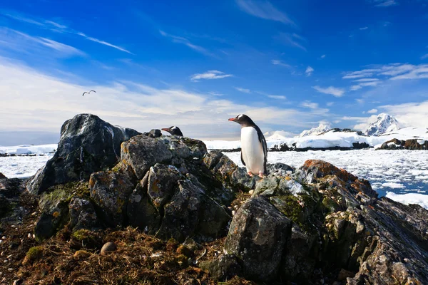 Nido de pingüinos —  Fotos de Stock