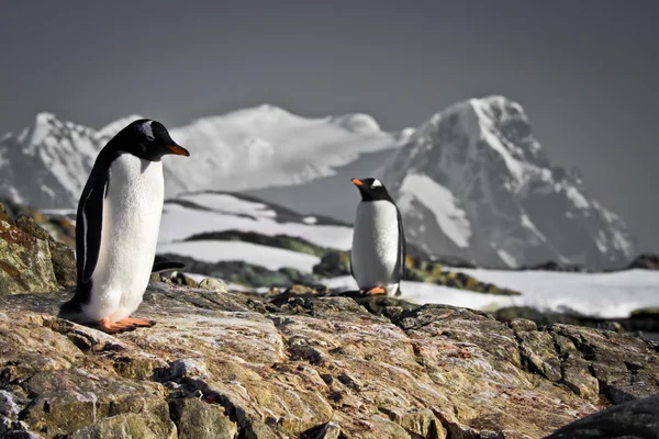 Två pingviner drömmer — Stockfoto