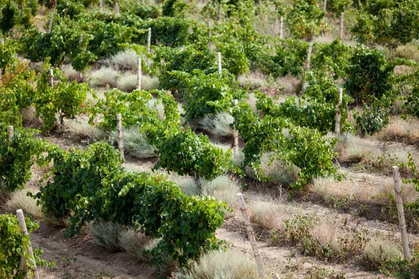 Vineyards in Crimea — Stock Photo, Image