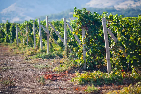 Wijngaarden op de Krim — Stockfoto
