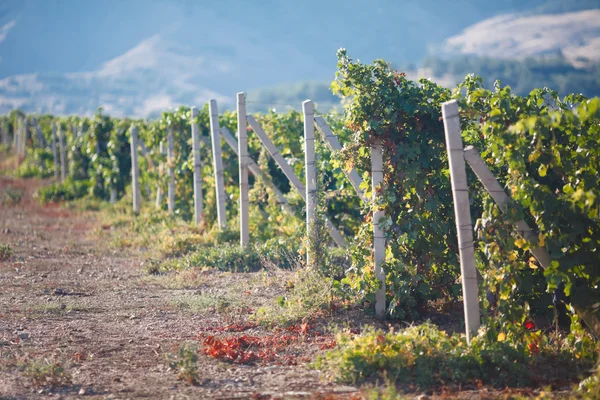 Wijngaarden op de Krim — Stockfoto