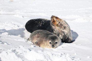 Seal rests clipart