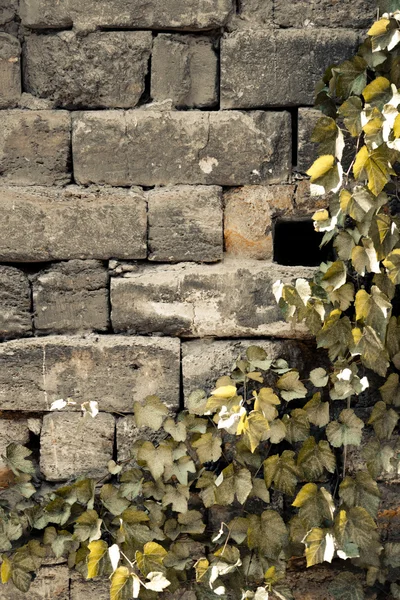 Muur met bladeren — Stockfoto