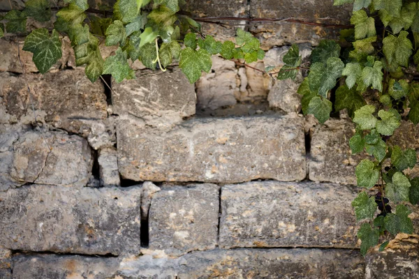 Wall with leaves — Stock Photo, Image