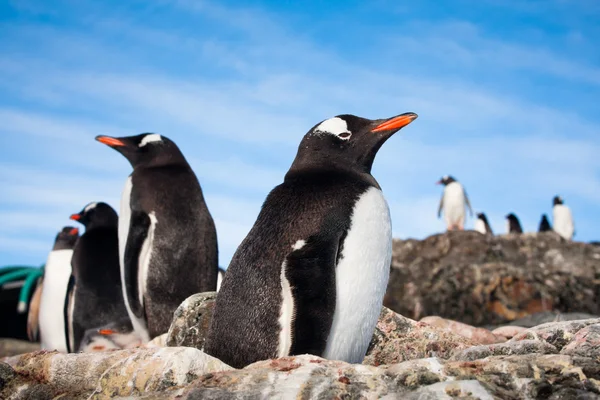 Antartika'da penguenler — Stok fotoğraf