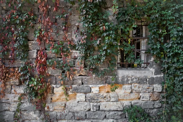 stock image Wall with leaves