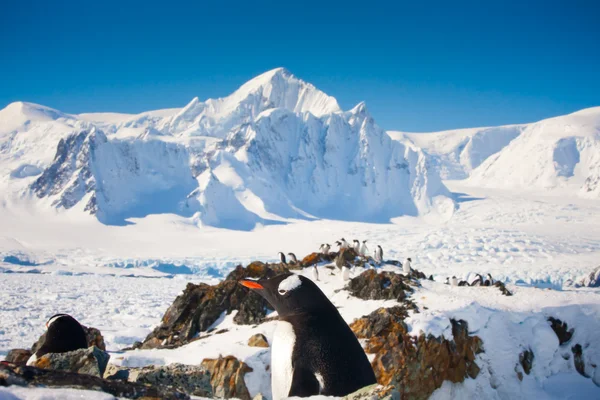 남극에서 펭귄 — 스톡 사진