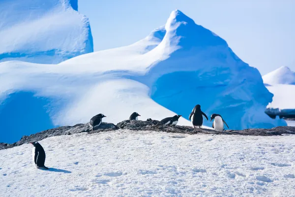 Pingüinos en la Antártida — Foto de Stock