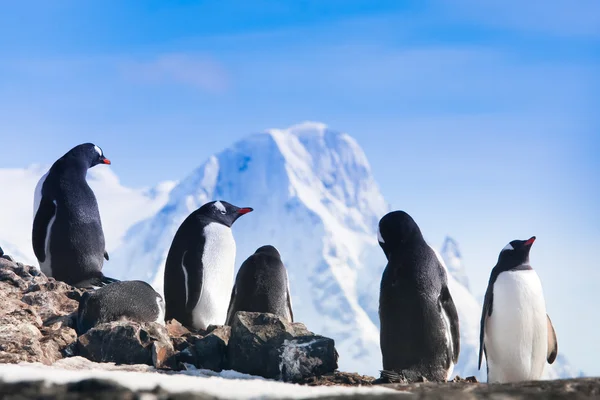 Grande grupo de pinguins — Fotografia de Stock