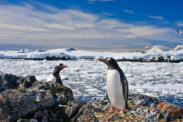 Nid de pingouins — Photo