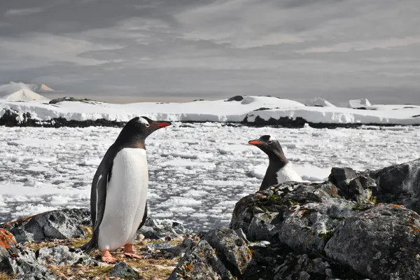 Nido di pinguini — Foto Stock