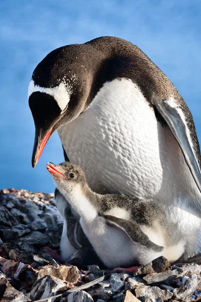 Gniazdują pingwiny — Zdjęcie stockowe