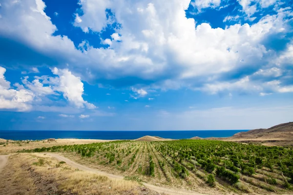 Los viñedos en la Crimea — Foto de Stock