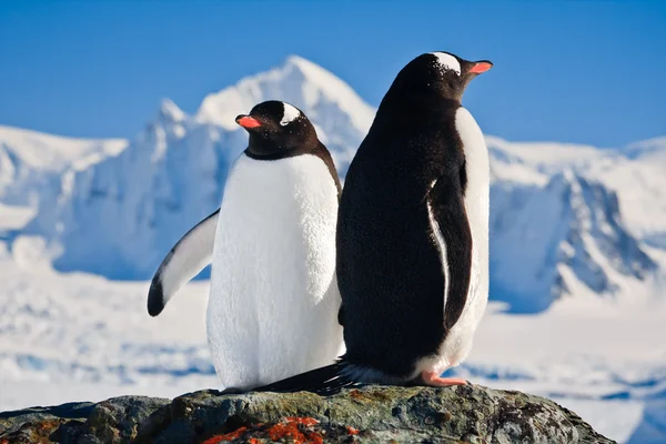 两个企鹅梦 图库图片