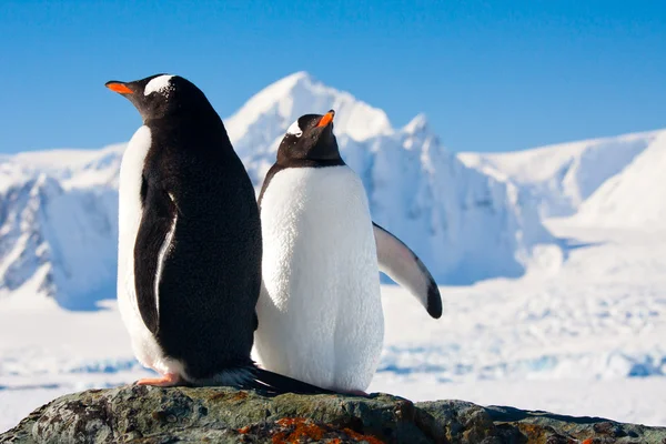 两个企鹅梦 图库照片
