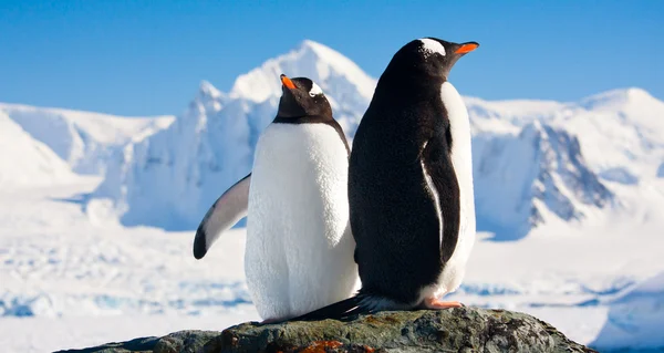 两个企鹅梦 图库图片
