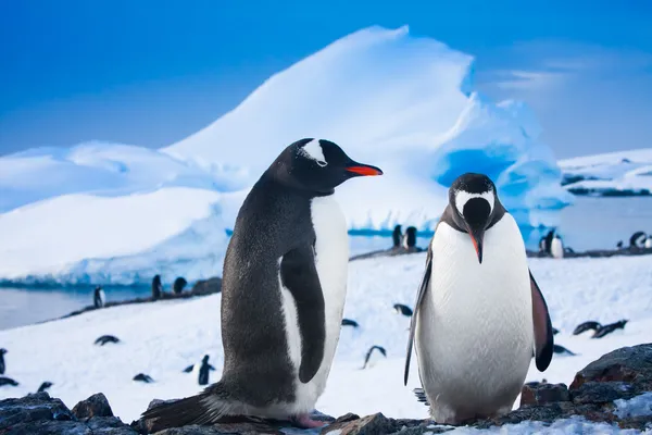 Twee pinguïns Stockfoto