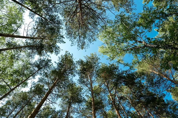 Legno di pino — Foto Stock