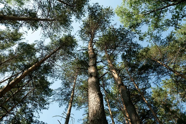 Legno di pino — Foto Stock