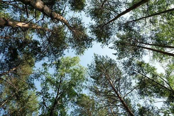 Pine wood — Stock Photo, Image
