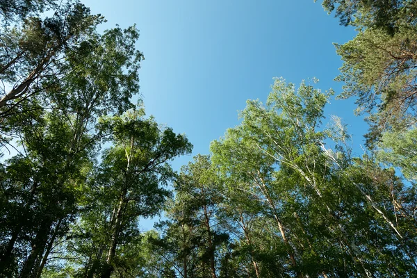 Madeira de pinheiro — Fotografia de Stock