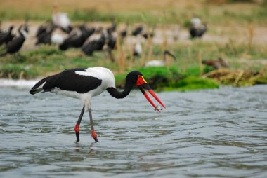 Saddle-billed stork with fish (ephippiorhyncbus senegalensis) clipart