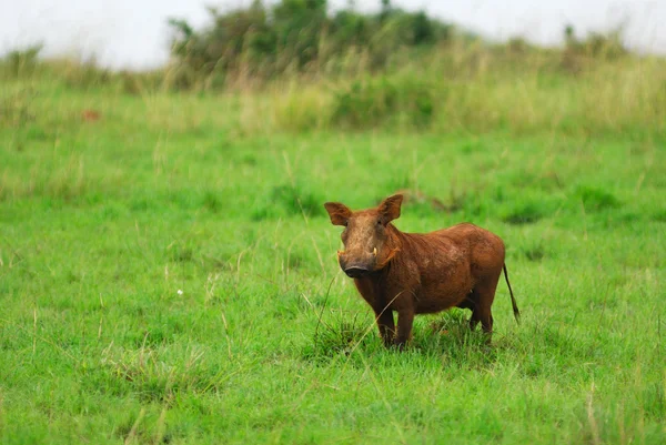 stock image Warthog