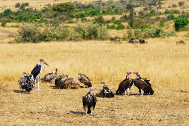 Afrika akbabaları