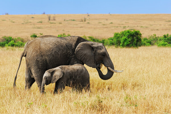 Adult African elephants with baby in the savannah, Kenya