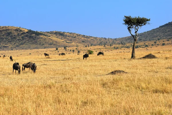 Afrikaanse landschap met antilopen gnu — Stockfoto