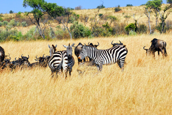African landscape with antelopes wildebeest and zebras, Kenya