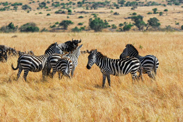 African landscape with antelopes wildebeest and zebras, Kenya