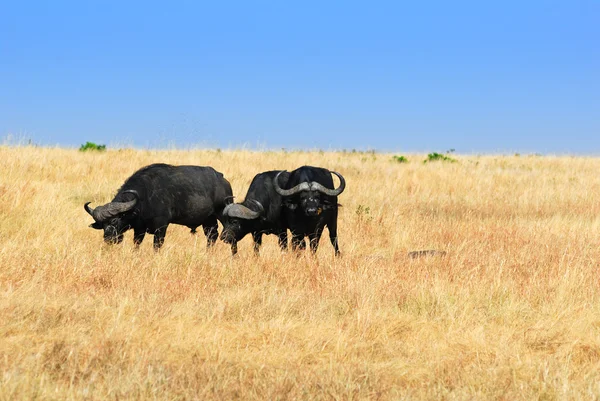 Buffels — Stockfoto