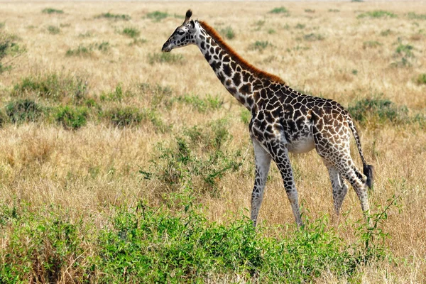 Żyrafa źrebię — Zdjęcie stockowe