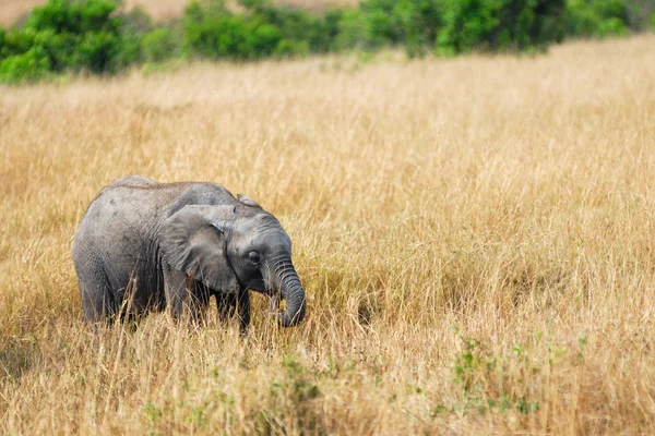Μωρό ελέφαντας — Φωτογραφία Αρχείου