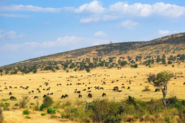 Afrikanska landskapet med antiloper gnu — Stockfoto