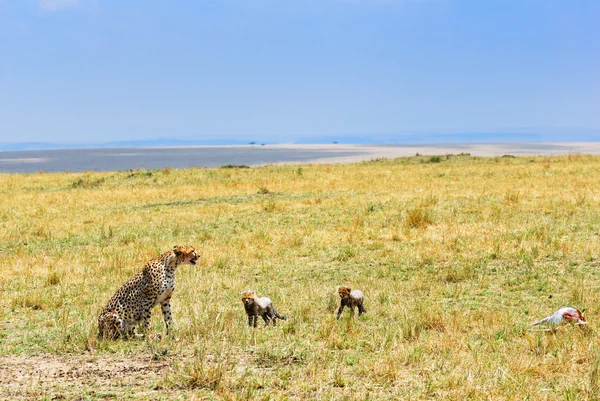 Cheetah with cub — Stock Photo, Image