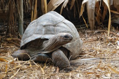 Giant tortoise clipart